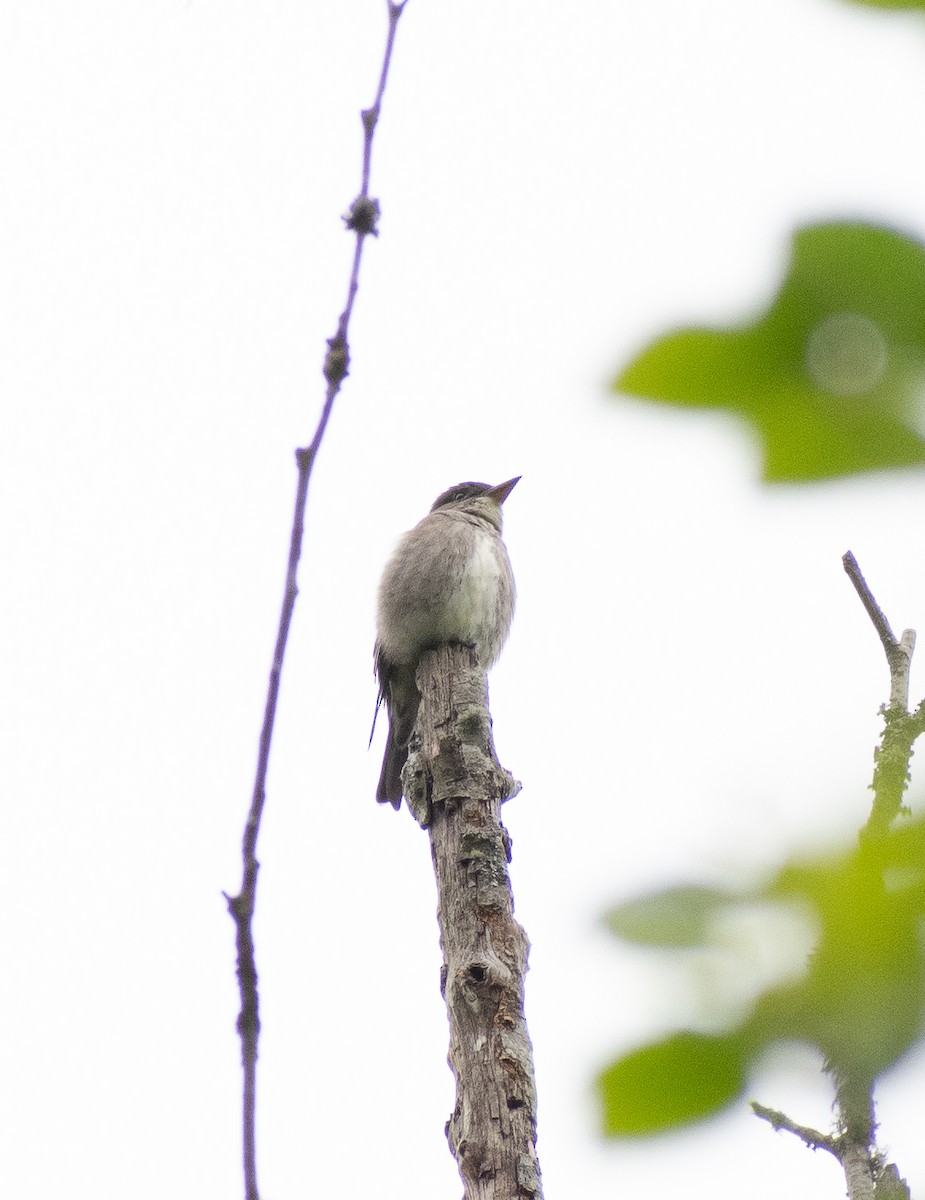 Olive-sided Flycatcher - Lynda Elkin