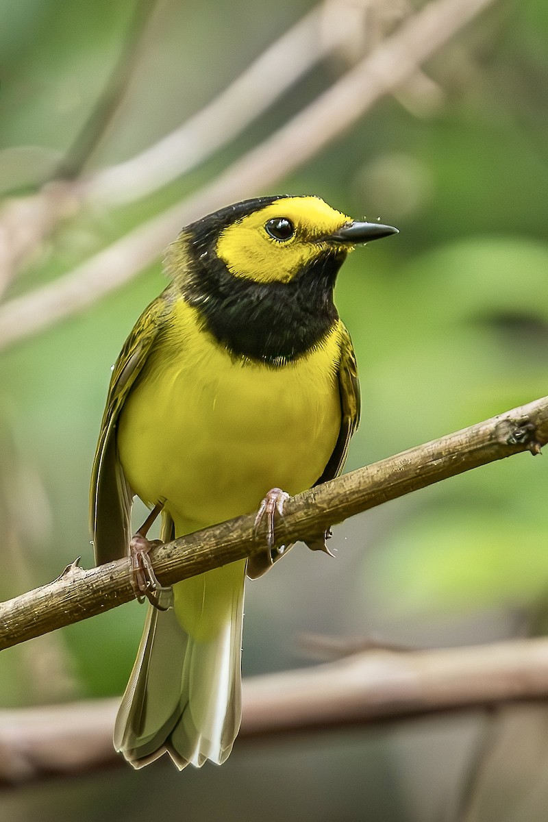 Hooded Warbler - Steve Chase