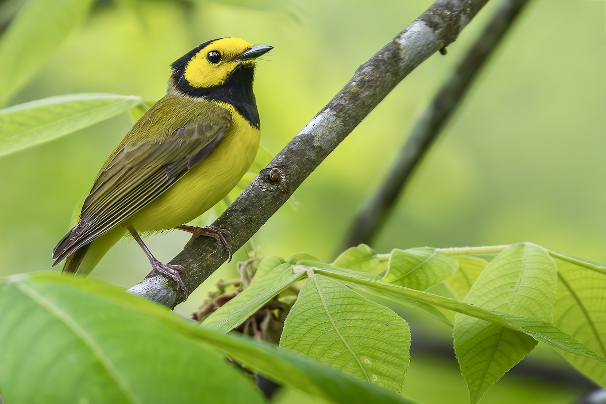 Hooded Warbler - Steve Chase