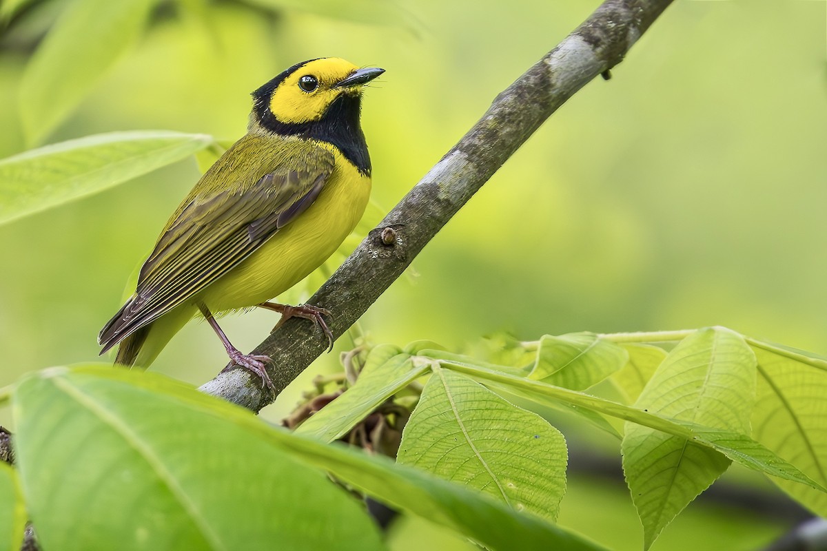 Hooded Warbler - Steve Chase