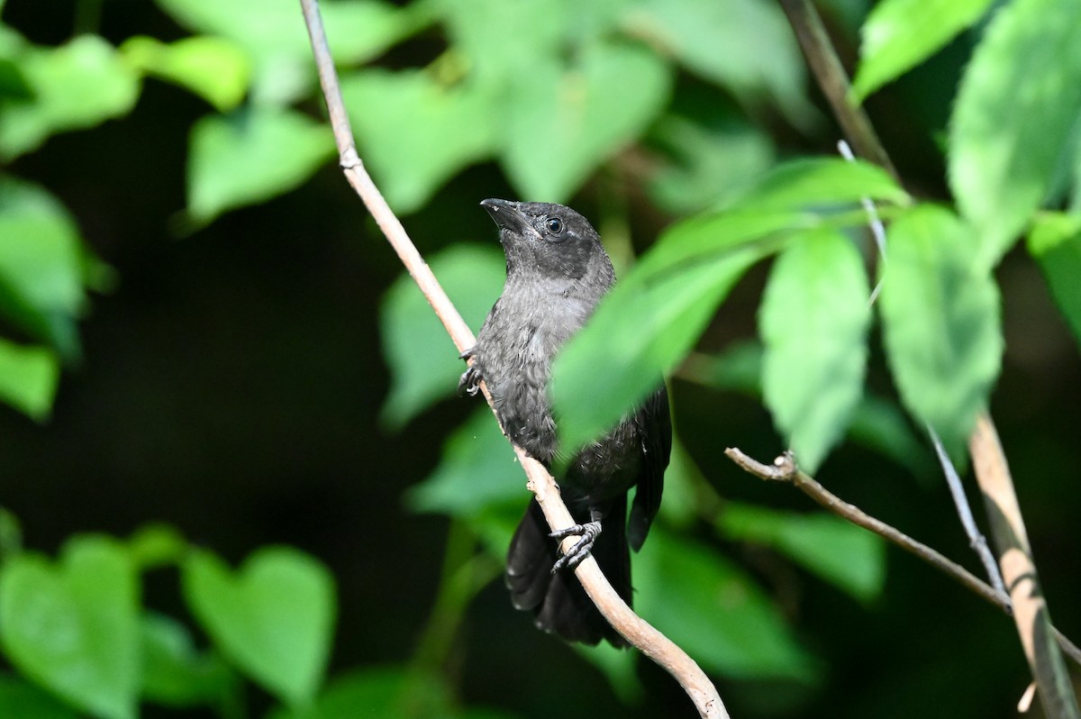 Common Grackle - Dan O'Brien