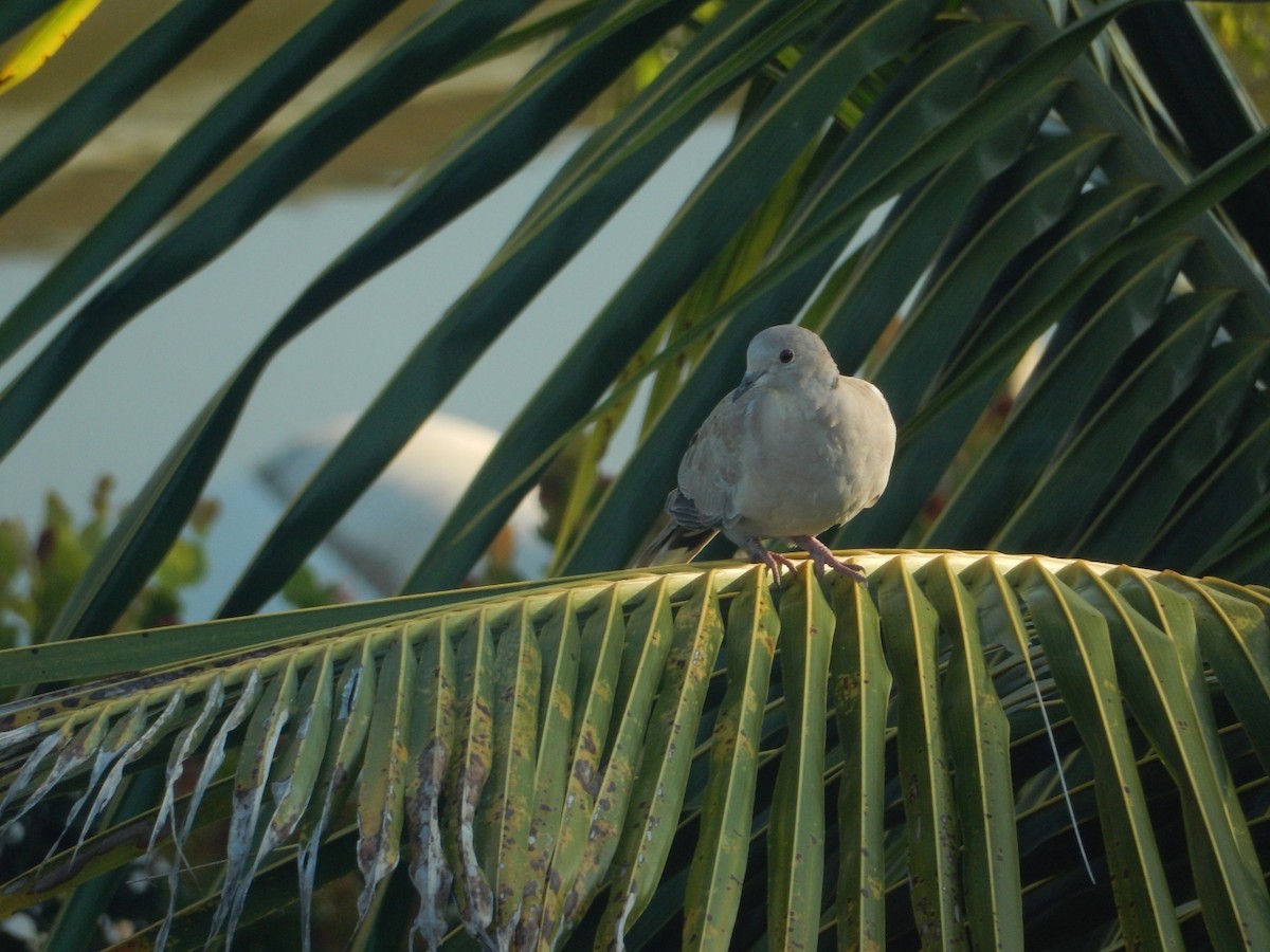 Eurasian Collared-Dove - Izzy Belisle