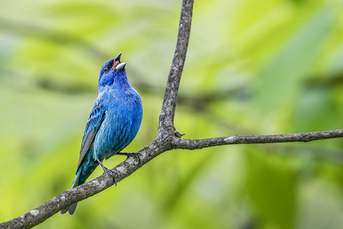 Indigo Bunting - Steve Chase