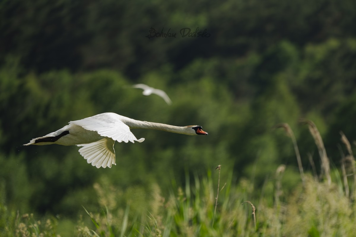 Mute Swan - Bohdan Datsko