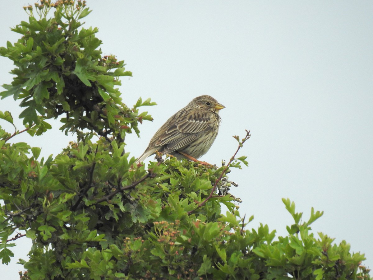 Corn Bunting - Chris Leonard