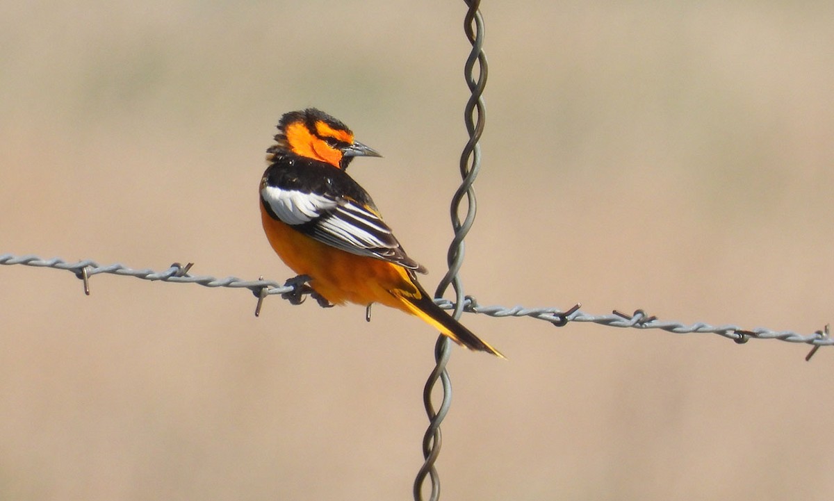 Bullock's Oriole - Joseph Cepeda