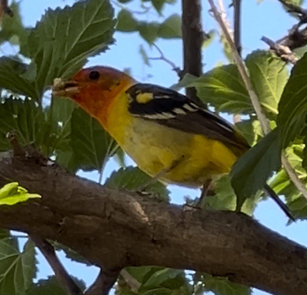 Western Tanager - Lisa Coons