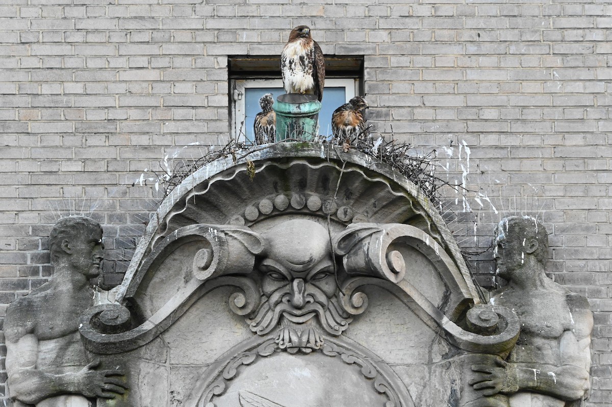 Red-tailed Hawk (borealis) - Dan O'Brien