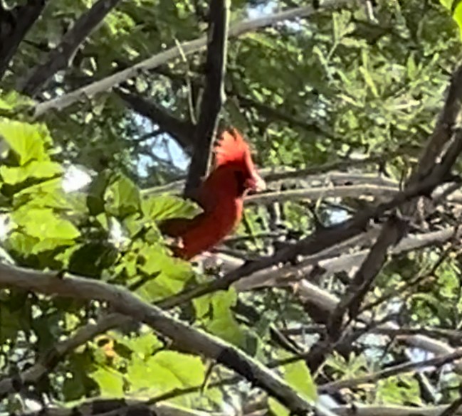 Northern Cardinal - Lisa Coons