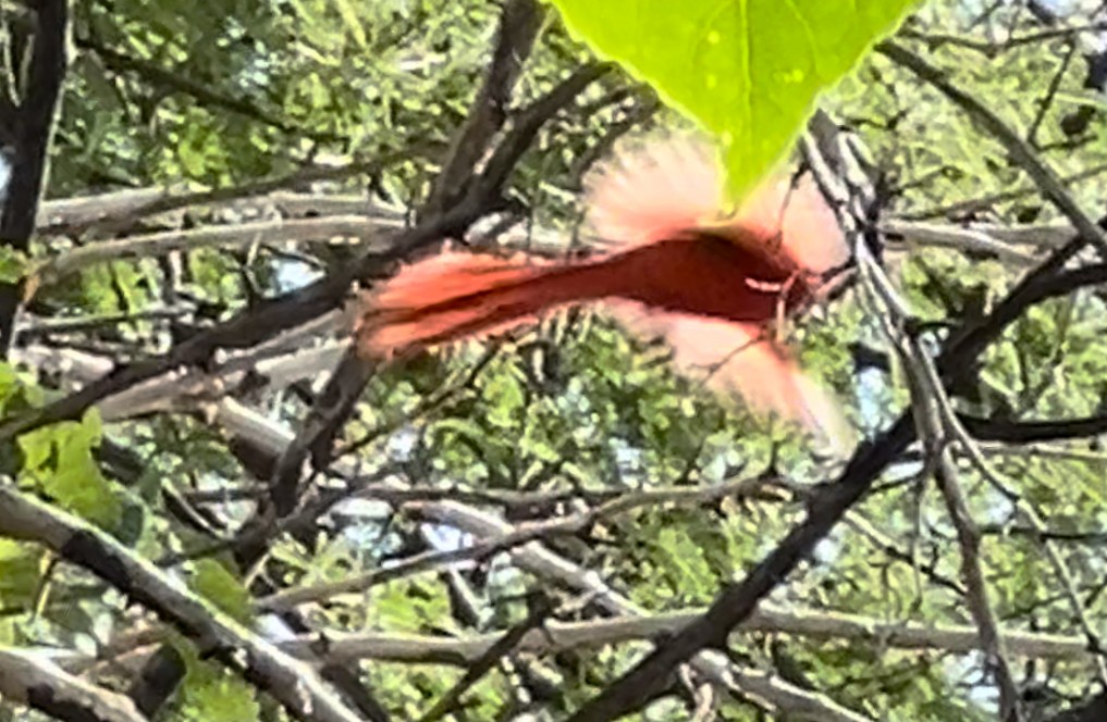 Northern Cardinal - Lisa Coons