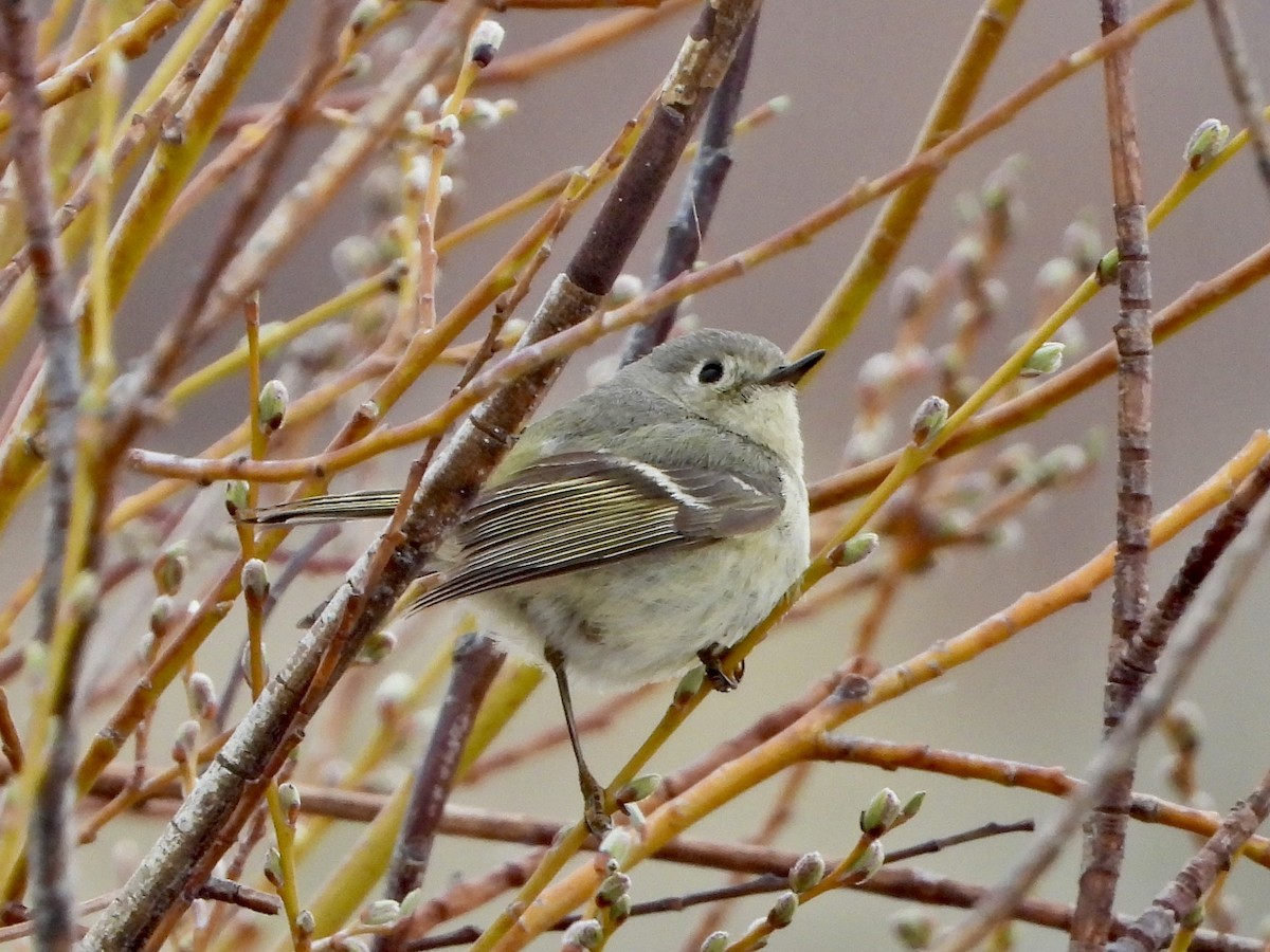 Ruby-crowned Kinglet - Katie Conlin