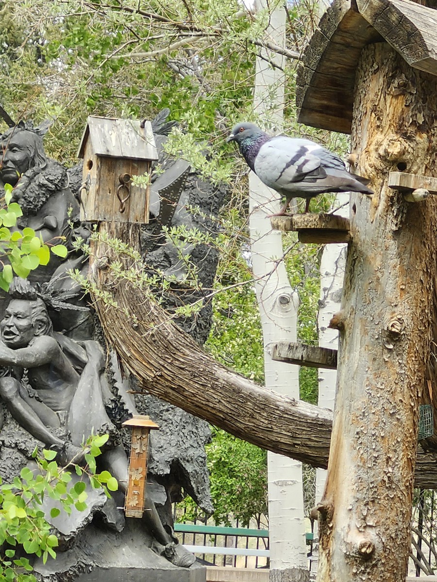 Rock Pigeon (Feral Pigeon) - Sarah Prescott