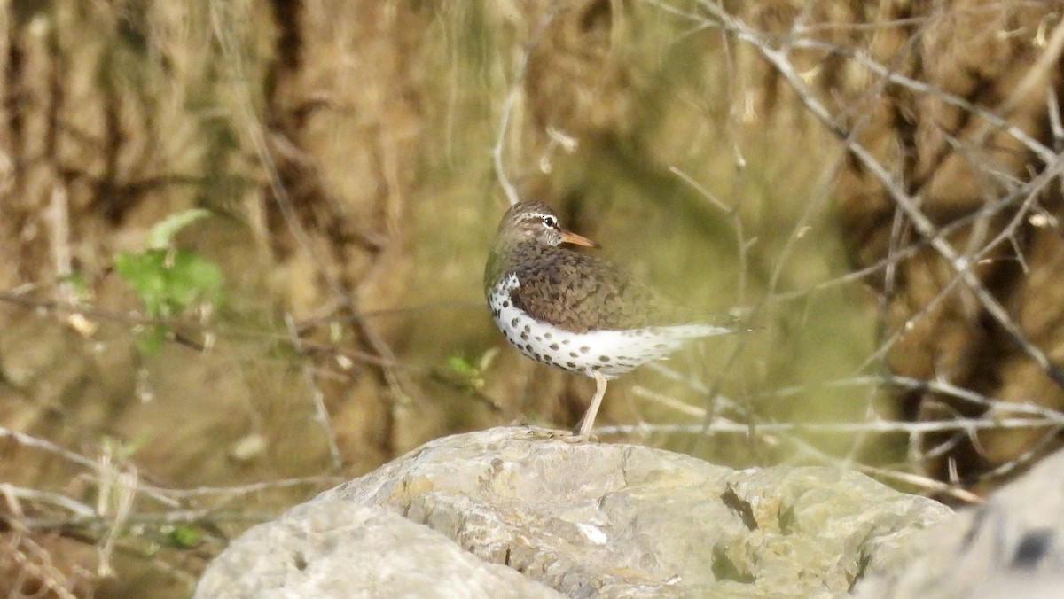 Spotted Sandpiper - Richard Fanning