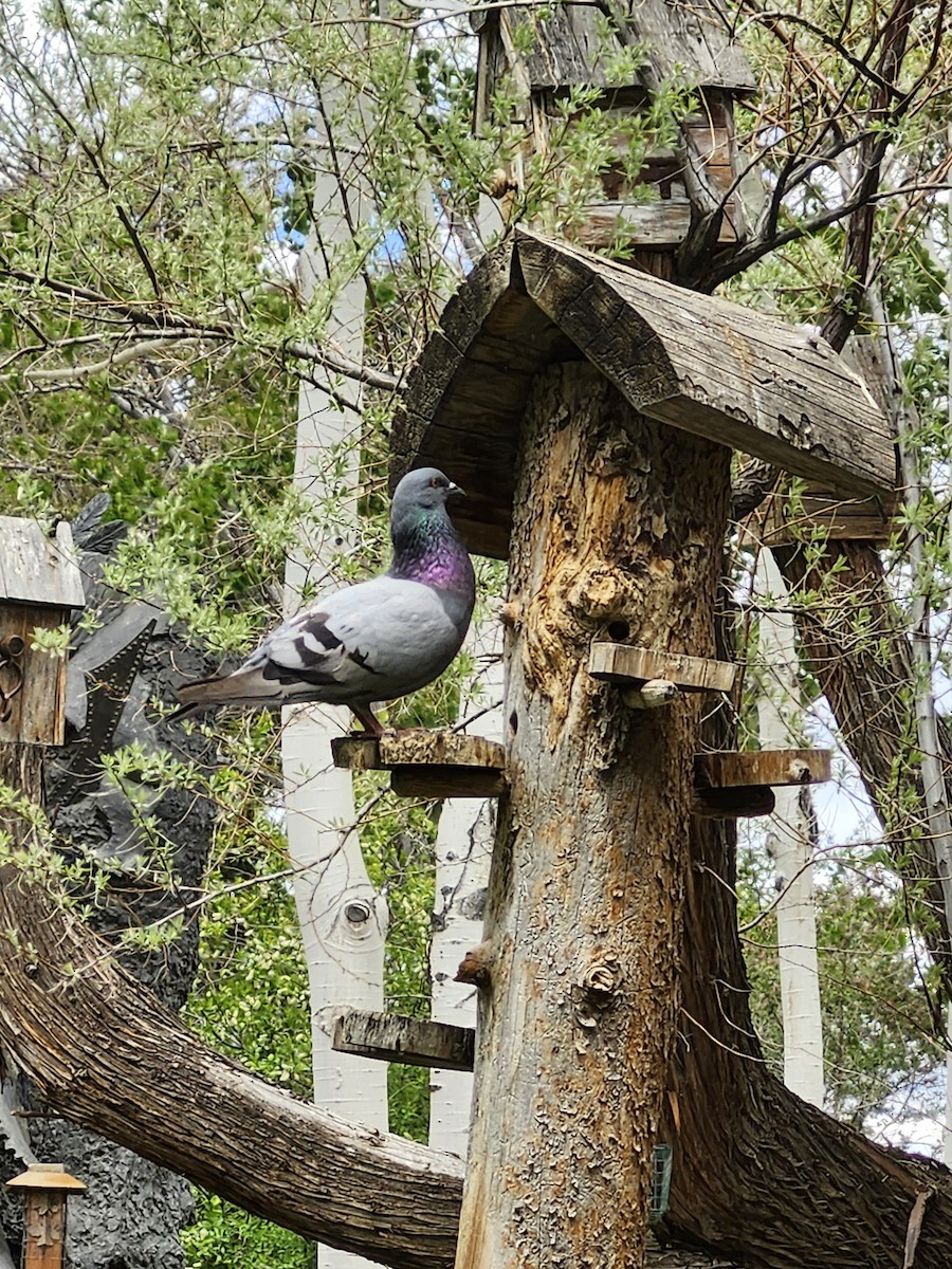 Rock Pigeon (Feral Pigeon) - Sarah Prescott