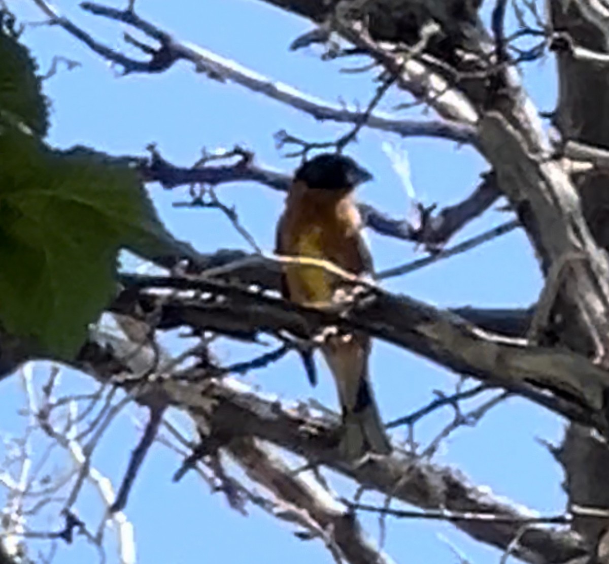 Black-headed Grosbeak - Lisa Coons