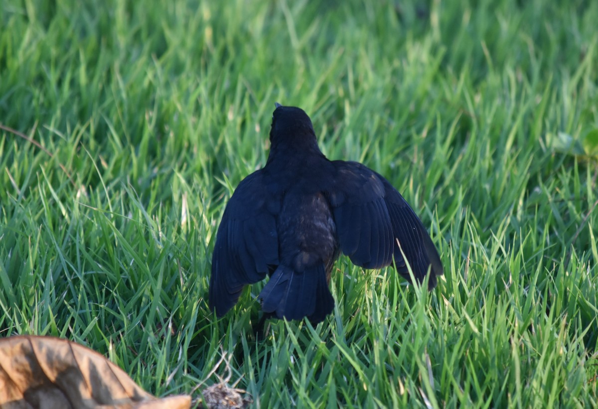 Greater Antillean Grackle - Bill Tweit