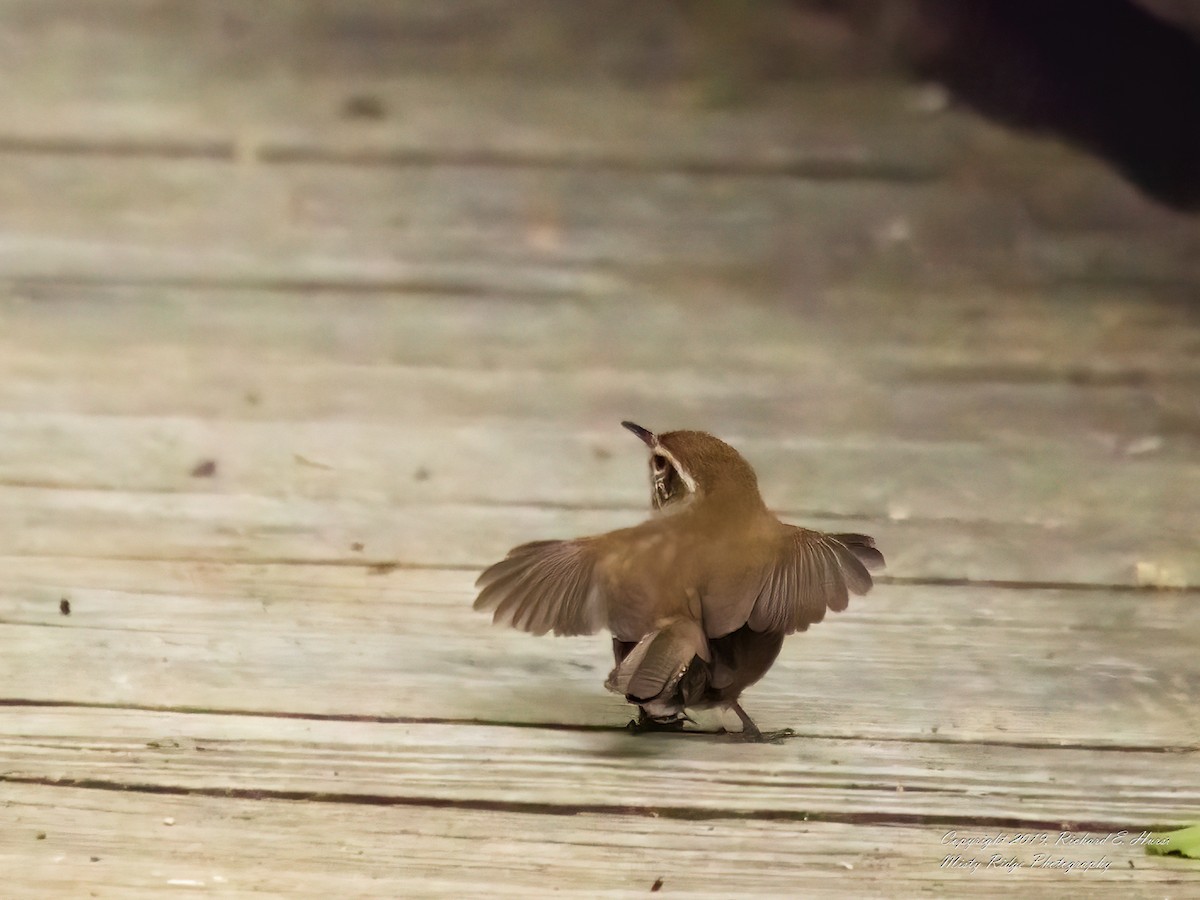 Bewick's Wren - Rick Hurst