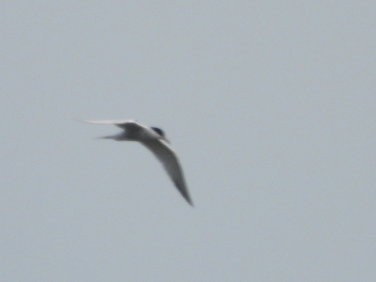 Common Tern - Richard Fanning