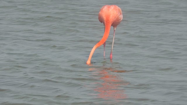 Flamant des Caraïbes - ML619533891