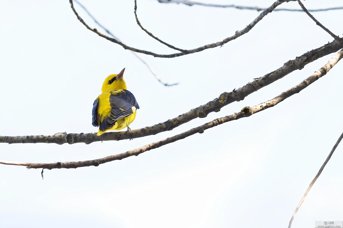 Eurasian Golden Oriole - Javier Gómez González