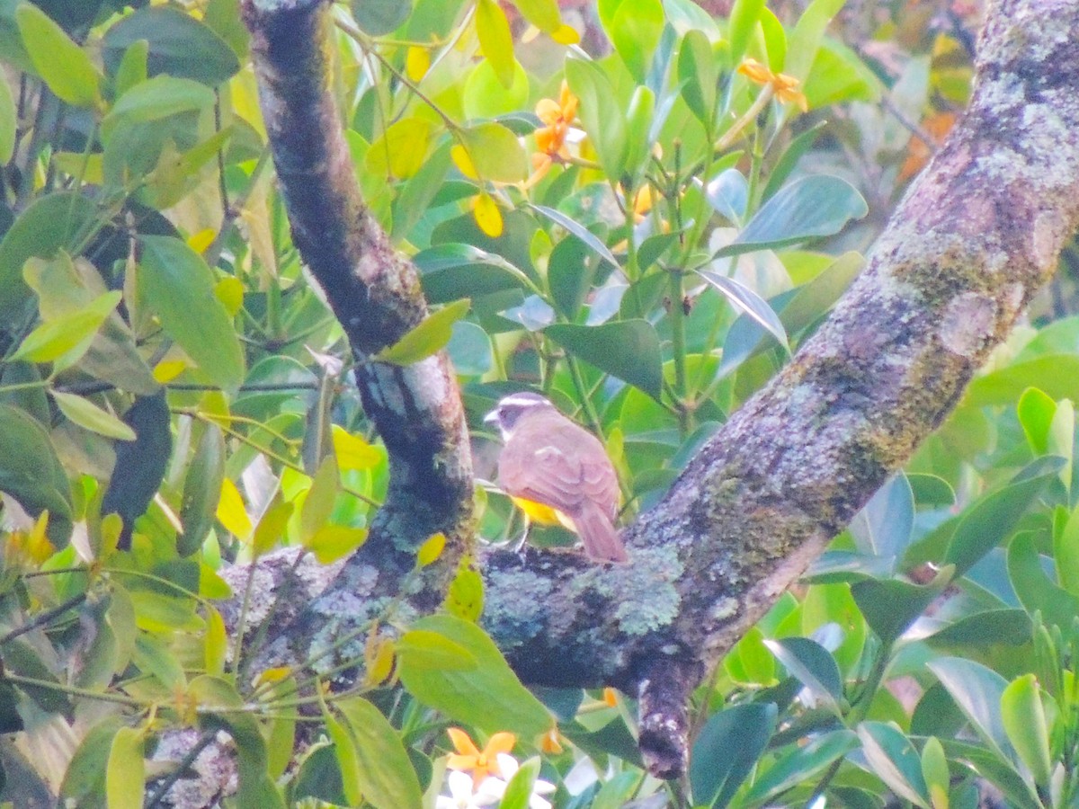 Boat-billed Flycatcher - Roger Lambert