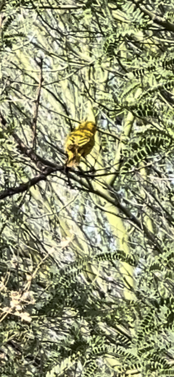Yellow Warbler - Lisa Coons