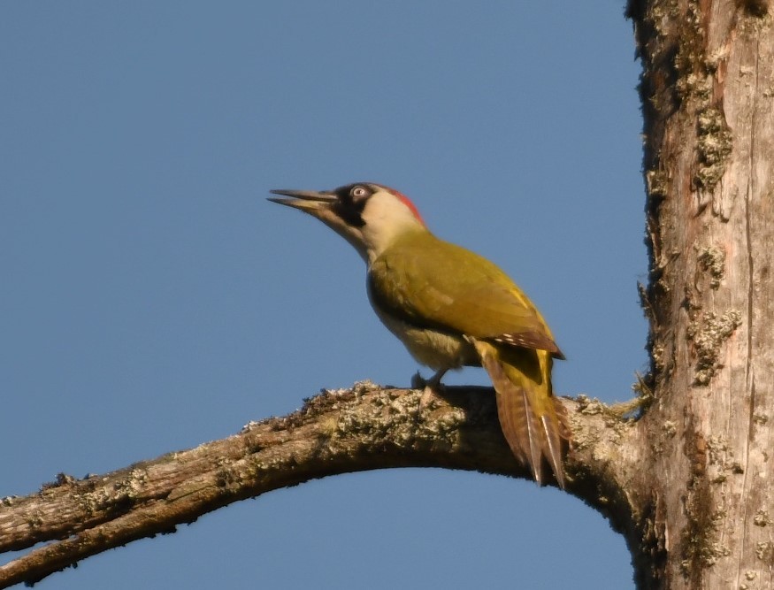 Eurasian Green Woodpecker - Sunanda Vinayachandran