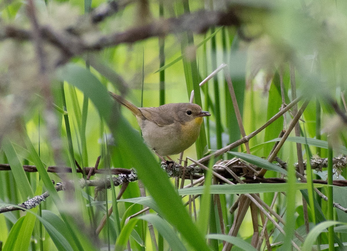 Weidengelbkehlchen - ML619533904