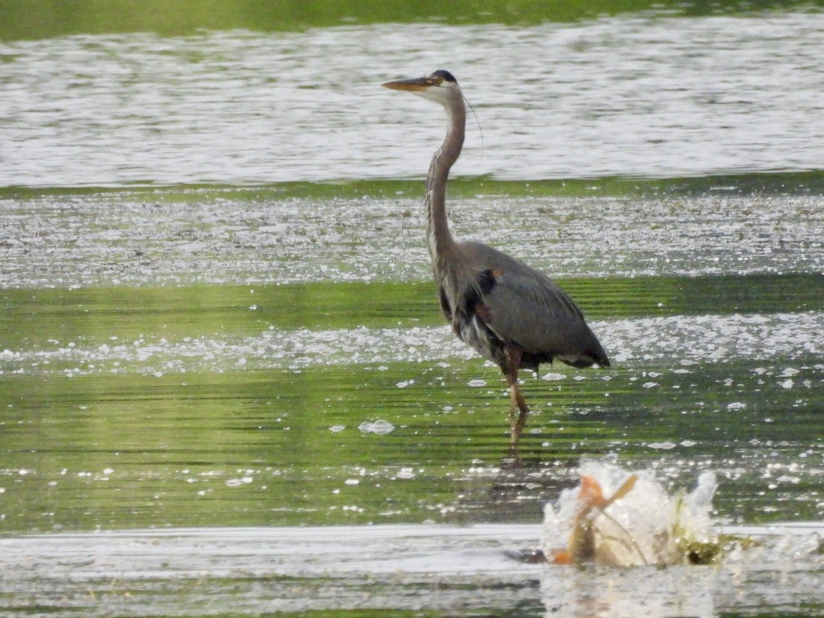 Great Blue Heron - Richard Fanning