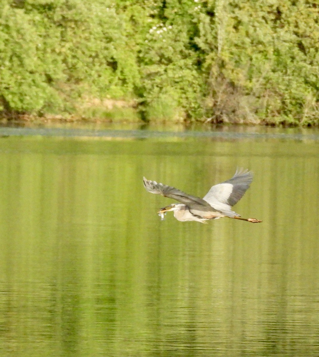 Great Blue Heron - Richard Fanning