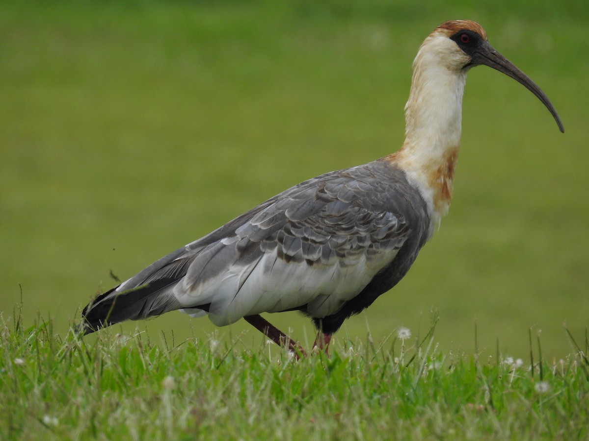 ibis bělokřídlý - ML619533913
