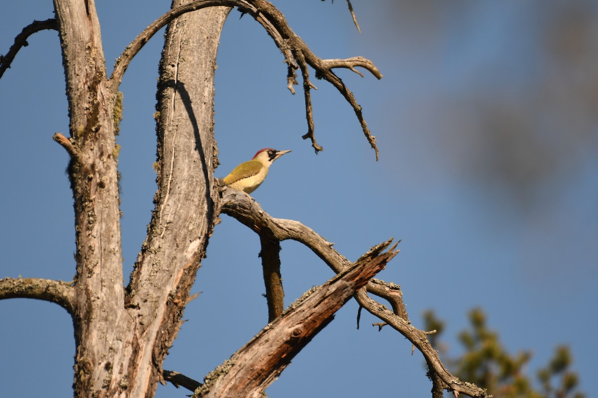 Eurasian Green Woodpecker - Sunanda Vinayachandran