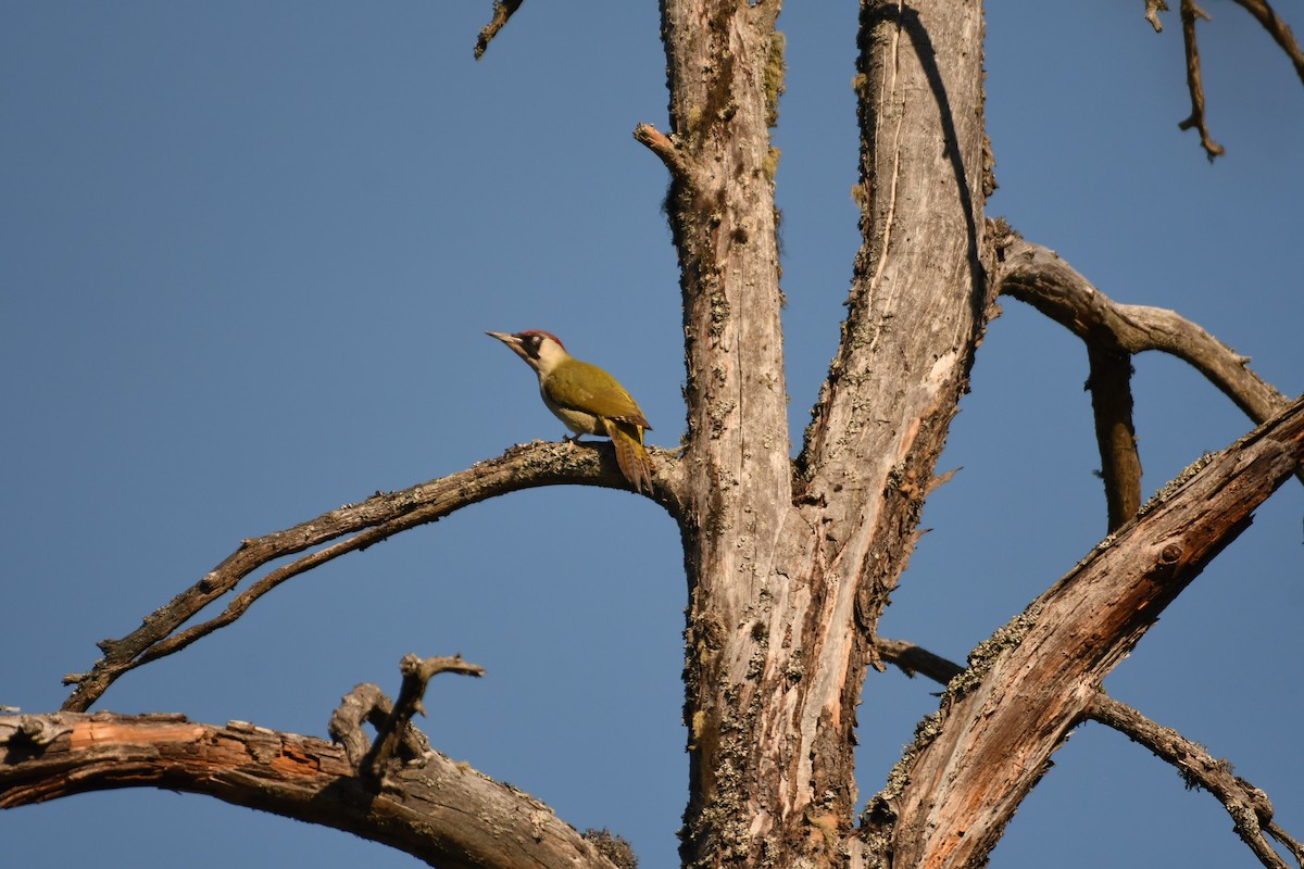Eurasian Green Woodpecker - Sunanda Vinayachandran