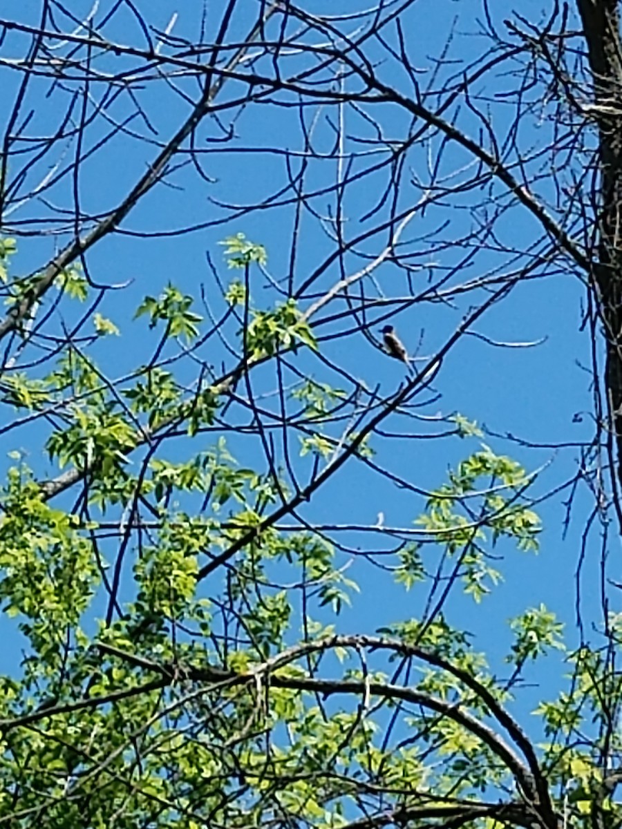 Great Crested Flycatcher - Ken Hough