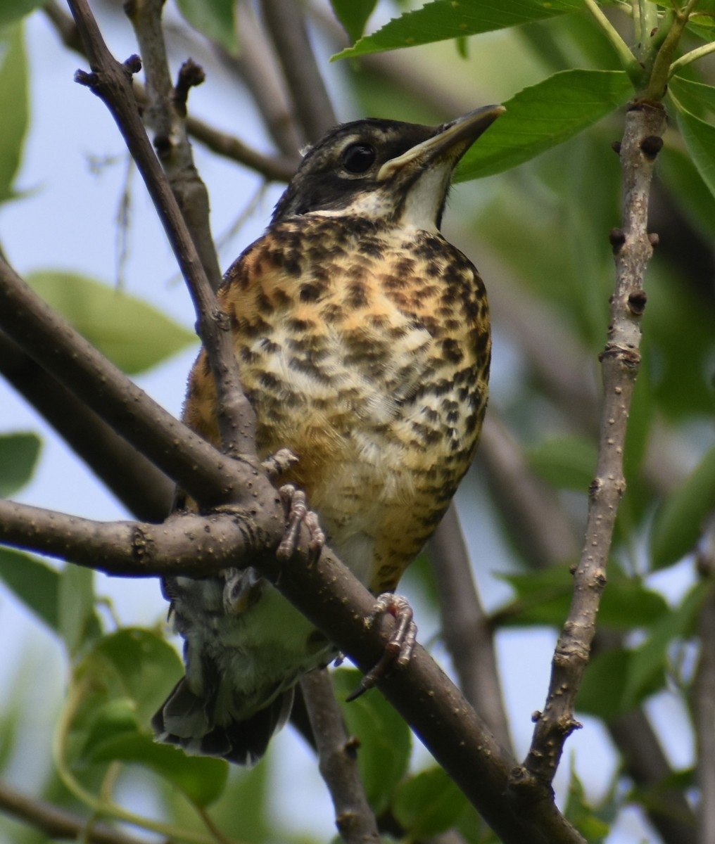 American Robin - Luis Munoz