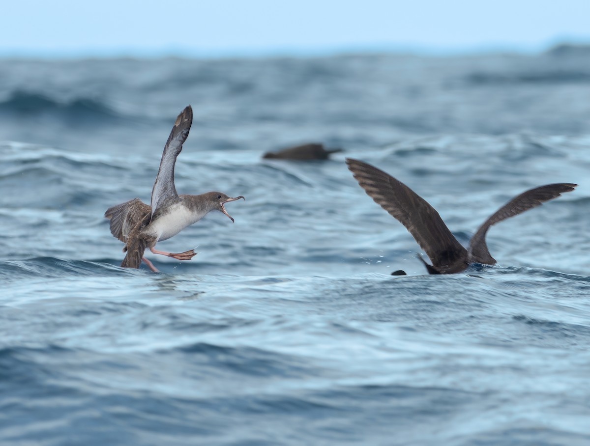 Pink-footed Shearwater - Alex Luna