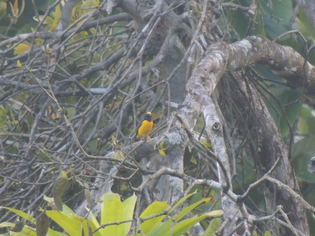 Yellow-crowned Euphonia - Roger Lambert