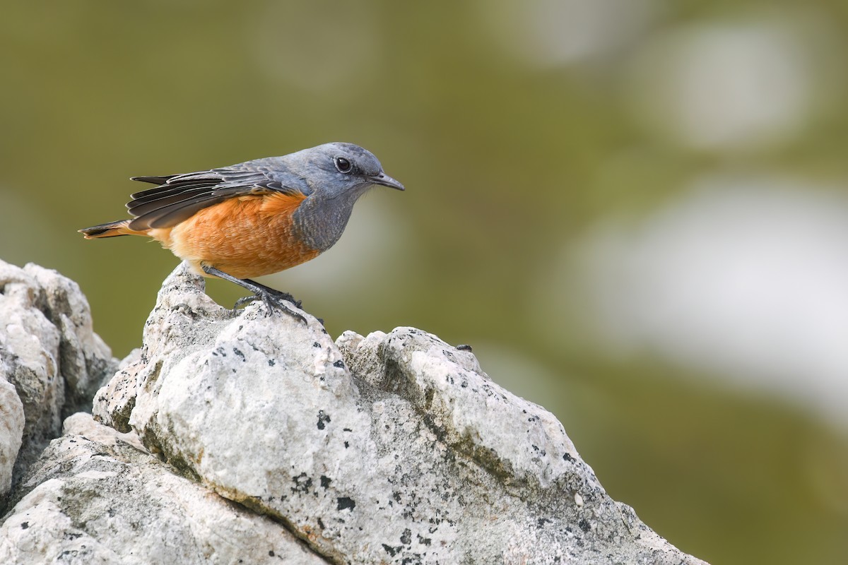 Sentinel Rock-Thrush - Regard Van Dyk