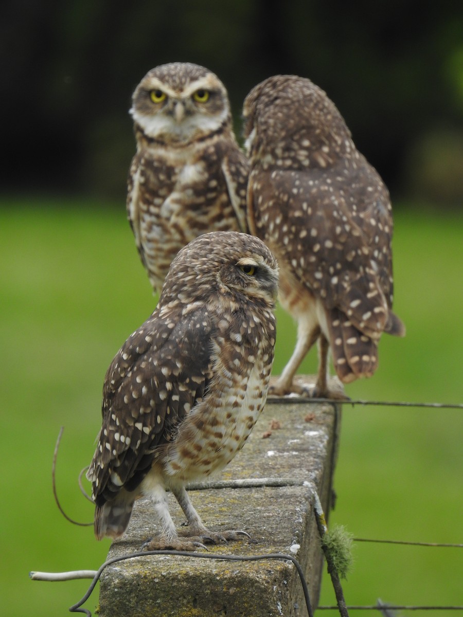 Burrowing Owl - Damian Czajka