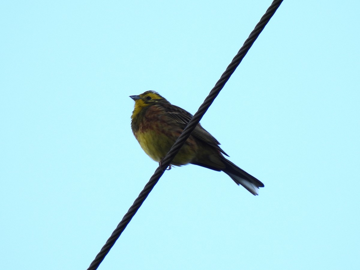 Yellowhammer - José Carreras