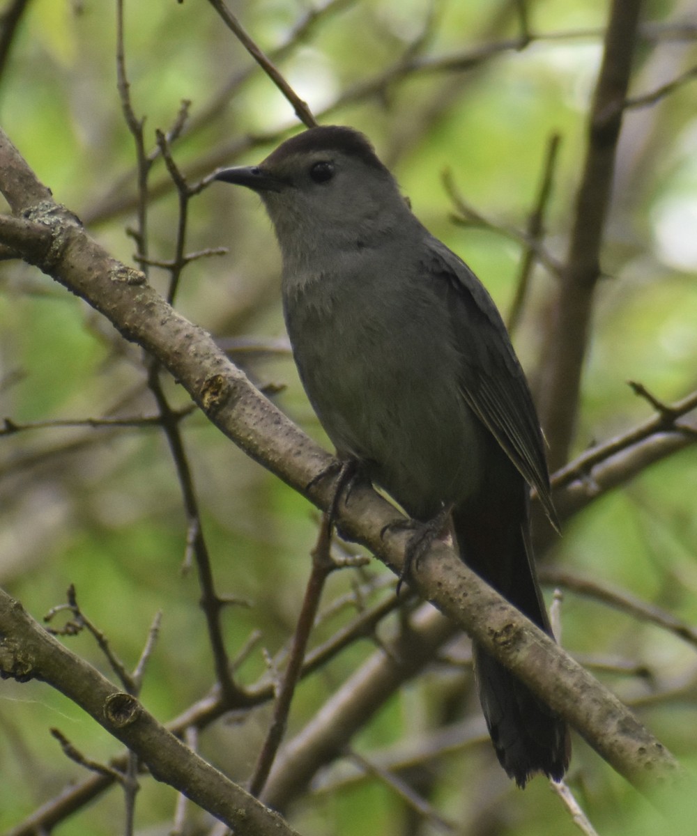 Gray Catbird - Luis Munoz