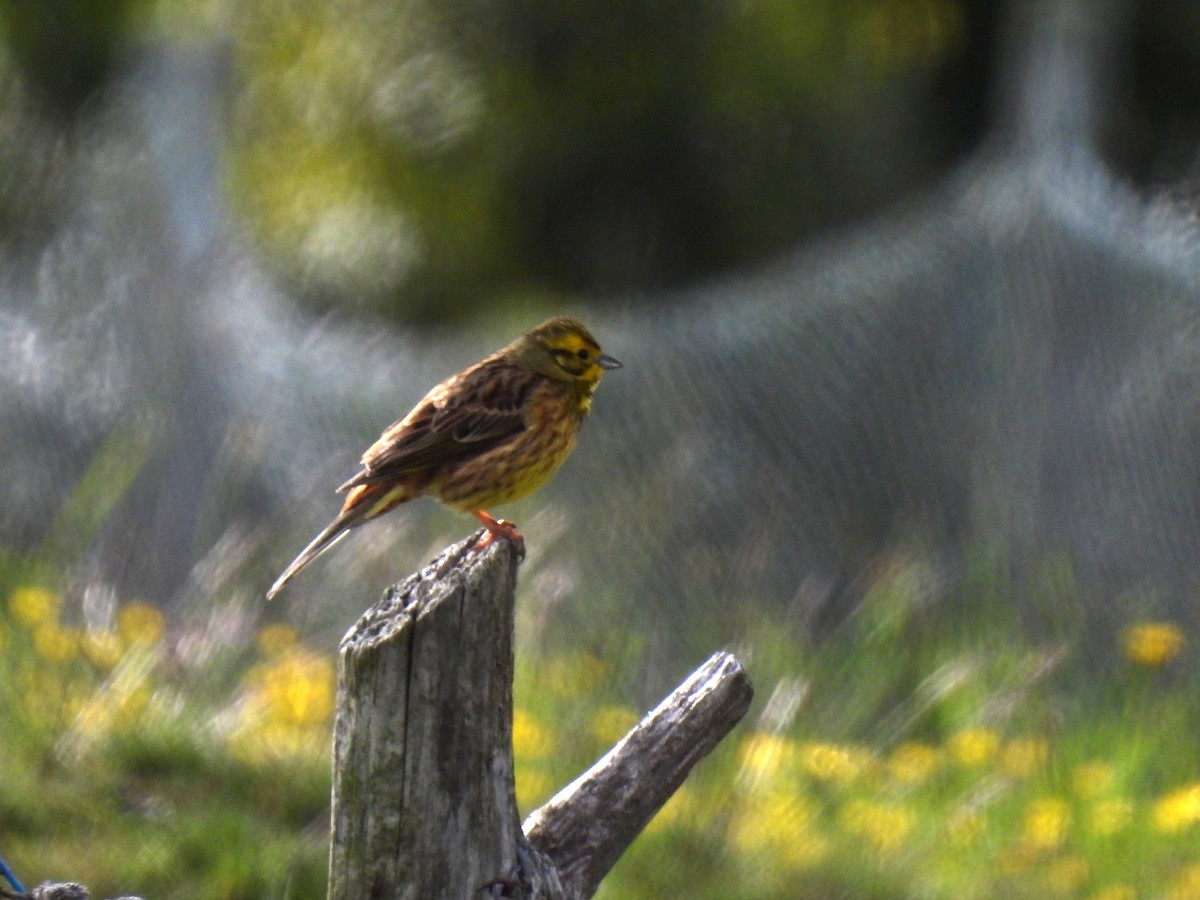 Yellowhammer - José Carreras