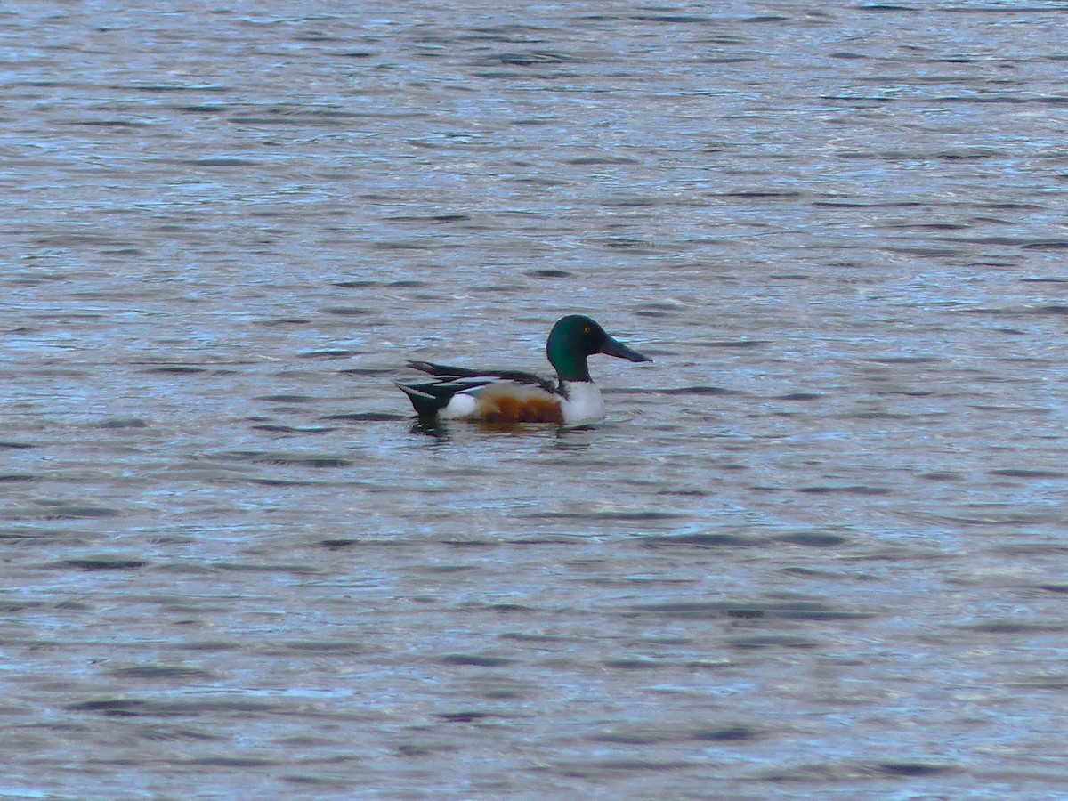 Northern Shoveler - André Labelle