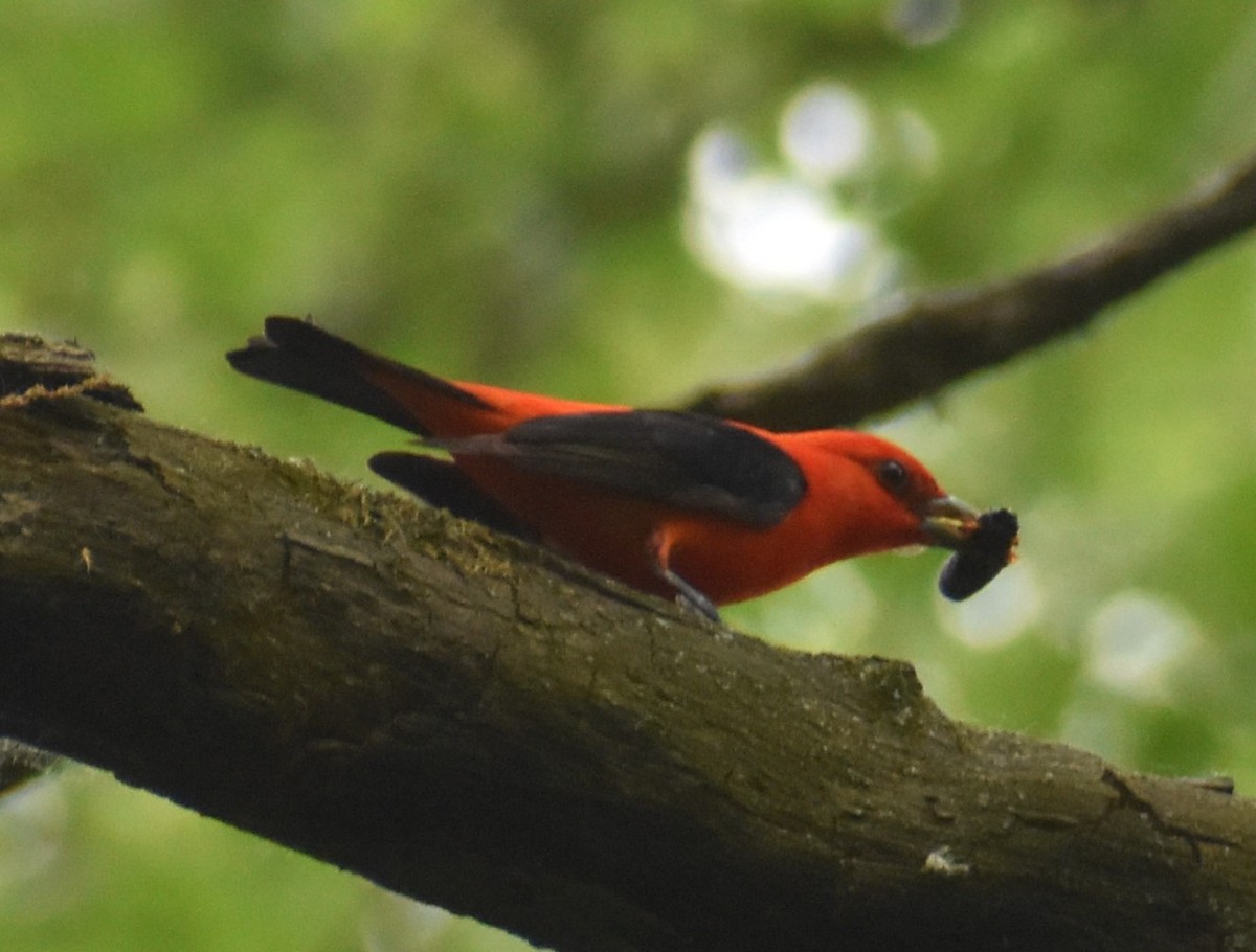 Scarlet Tanager - Luis Munoz