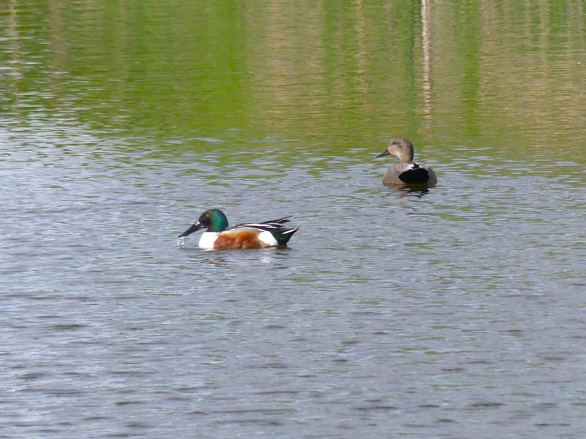 Northern Shoveler - André Labelle