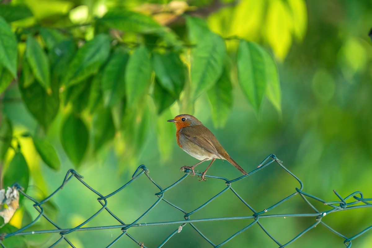 European Robin - ML619533957