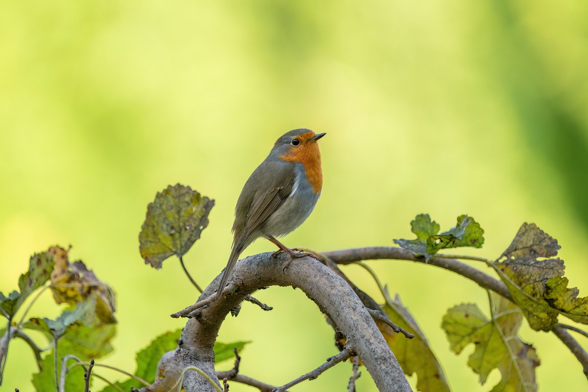 European Robin - ML619533958