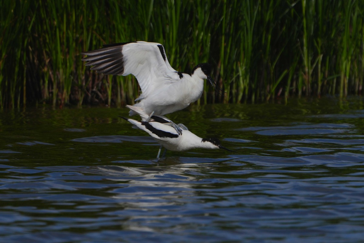 Pied Avocet - Victoriano Mora Morillo