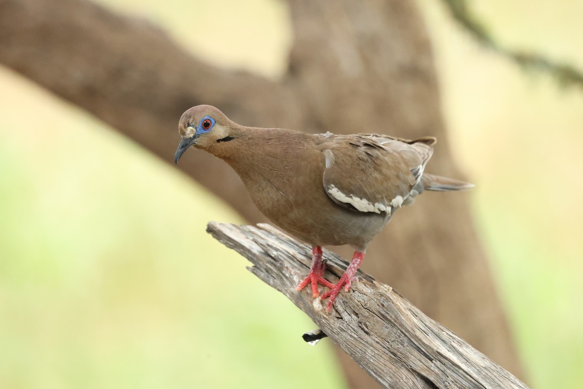 White-winged Dove - Leighton Wier