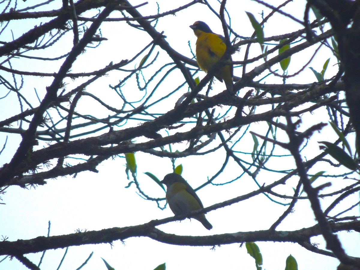 Yellow-throated Euphonia - Roger Lambert